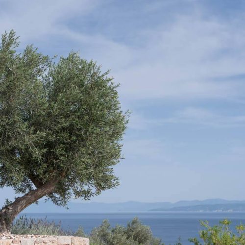 elimnionresort-wedding-venue-euboea-village-wedding-evia (80) elimnionresort-wedding-venue-euboea-village-wedding-evia (80)